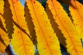 Amazing bright yellow autumn cumac leaves closeup