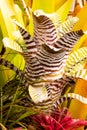 Amazing Bromeliad, NEOREGELIA `SKOTAK`S TIGER` AKA CARCHARODON `TIGER