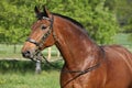 Amazing brown horse with beautiful bridle Royalty Free Stock Photo