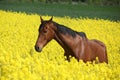 Amazing brown horse running in colza field Royalty Free Stock Photo
