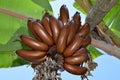 Amazing Brown Musa banana bundle - MUSACEAE