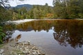 Amazing Brown Oparara River, caused by natural leaching of Nothofagus plants, Karamea, New Zealand Royalty Free Stock Photo