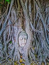 Buddha`s head entwined in banyan tree roots. Royalty Free Stock Photo