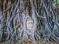Buddha`s head entwined in banyan tree roots. Royalty Free Stock Photo