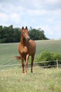 Amazing Budyonny horse running on meadow Royalty Free Stock Photo