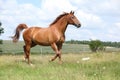 Amazing Budyonny horse running on meadow Royalty Free Stock Photo