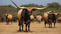 Amazing bulls with huge horns walking on the savannah.