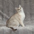 Amazing Burmilla in front of silver blanket Royalty Free Stock Photo