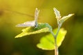 Amazing butterfly