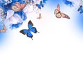 Amazing butterfly fairy of flowers Royalty Free Stock Photo