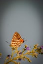 Butterfly on a flower. common silverline butterfly cigaritis vulcanus .