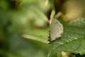 Amazing butterfly sitting on leaf Royalty Free Stock Photo