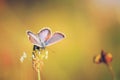 Amazing butterfly on wildflower