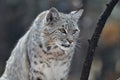 Candid Bobcat in Nature Royalty Free Stock Photo