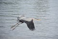 Fantastic Capture of a Great Blue Heron in Flight Royalty Free Stock Photo