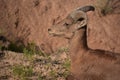 Amazing Capture of a Wild Bighorn Sheep Royalty Free Stock Photo