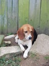 A beautiful beagle Named Copper he& x27;s very sweet and very Loveable