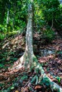 Amazing Chaos Tree Roots Royalty Free Stock Photo