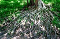 Amazing Chaos Tree Roots covered with moss in the forest. Photographed on a sunny day in the spring in the Okinawa Shurijo Castle Royalty Free Stock Photo