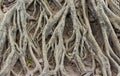 Amazing Chaos Tree Roots Royalty Free Stock Photo