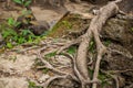 Amazing Chaos Tree Roots Royalty Free Stock Photo