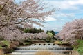 Amazing cherry blossoms along a cascading river in Uda city, Nara, Kansai Area, Japan Royalty Free Stock Photo
