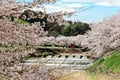 Amazing cherry blossoms along a cascading river in Uda city, Nara, Kansai Area, Japan