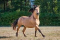 Amazing chestnut cart horse stallion running freely in the paddock during summer time Royalty Free Stock Photo