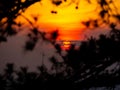 Amazing circle sunset behind leaf tree in forest with awesome view of sunset time after sundown in hot and warm weather during Royalty Free Stock Photo