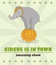 The amazing circus poster. Circus is in town. Cute circus elephant on the ball.