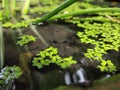 Amazing clear water pond and fish swimming