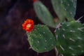 Amazing close up of a blooming prickly pear cactus, the state flower of Texas