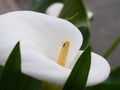 Amazing close up on the calla lilly flower and insect Royalty Free Stock Photo