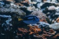 Amazing close up of fish in the oceanarium Royalty Free Stock Photo