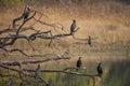 Amazing close-up of a flock of wild Indian cormorants