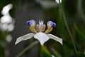 Amazing Close Up of a Flowering White and Purple Orchid