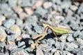 Amazing Close up of a Grasshopper Royalty Free Stock Photo
