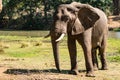 Amazing close up of a huge elephant moving in the bush Royalty Free Stock Photo