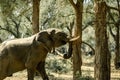Amazing close up of a huge elephant shaking a tree in the bush Royalty Free Stock Photo