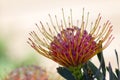 Amazing close-up of a Leucospermum flower- also known as limestone pincushion- a native of South Africa