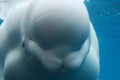 Amazing Close-Up Look at the Beluga Whale Underwater Royalty Free Stock Photo