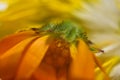 An amazing close up macro shot of a yellow flower