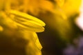 An amazing close up macro shot of a yellow flower