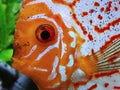 Amazing close-up photo of beautiful freshwater discus fish in aquarium