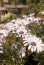 Amazing close-up shot of beautiful Osteospermum fruticosums Royalty Free Stock Photo