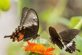 Butterfly Common Mormon -Papilio polytes Royalty Free Stock Photo