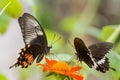 Butterfly Common Mormon -Papilio polytes Royalty Free Stock Photo