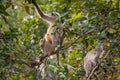 Amazing close-up of a small group of wild langurs Royalty Free Stock Photo