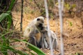 Amazing close-up of a small group of wild langurs Royalty Free Stock Photo