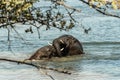 Amazing close up of two huge elephants fighting in the waters of an African river Royalty Free Stock Photo